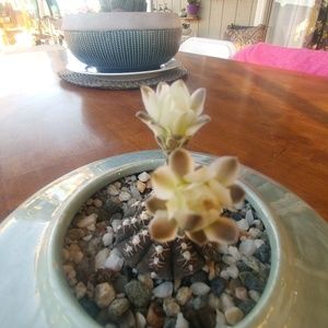 Meet your Posher, Sally